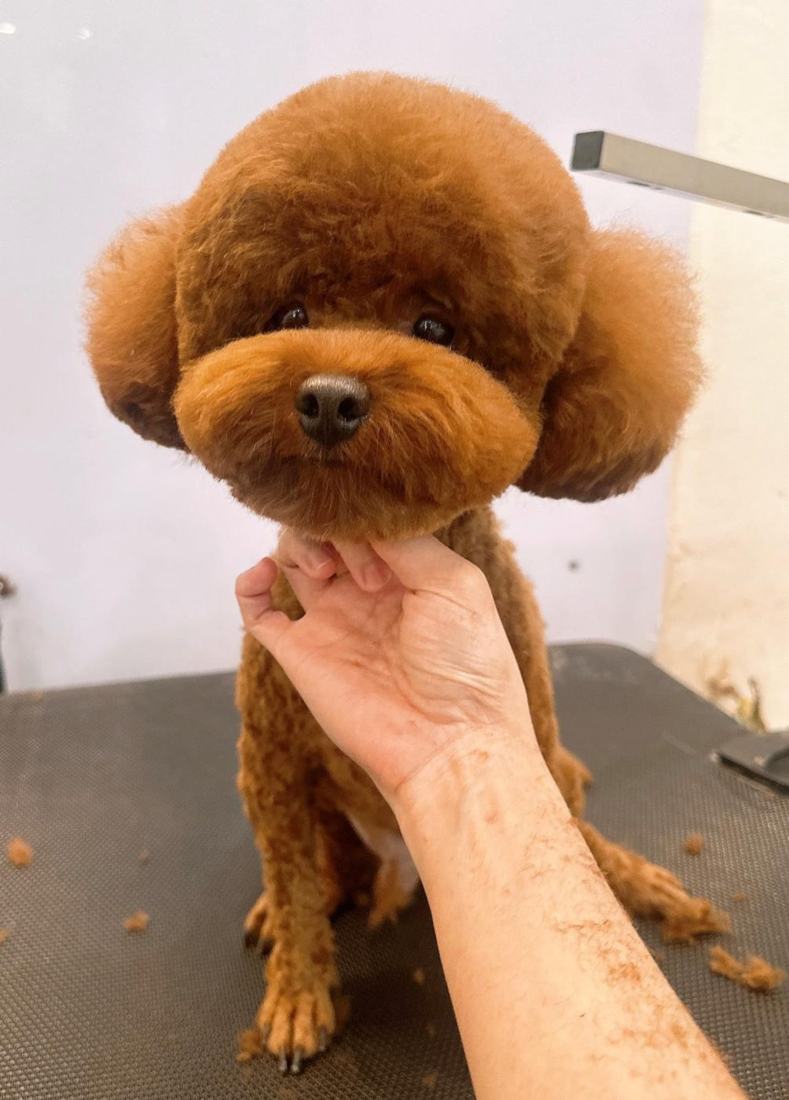 Pawfield 美容作品