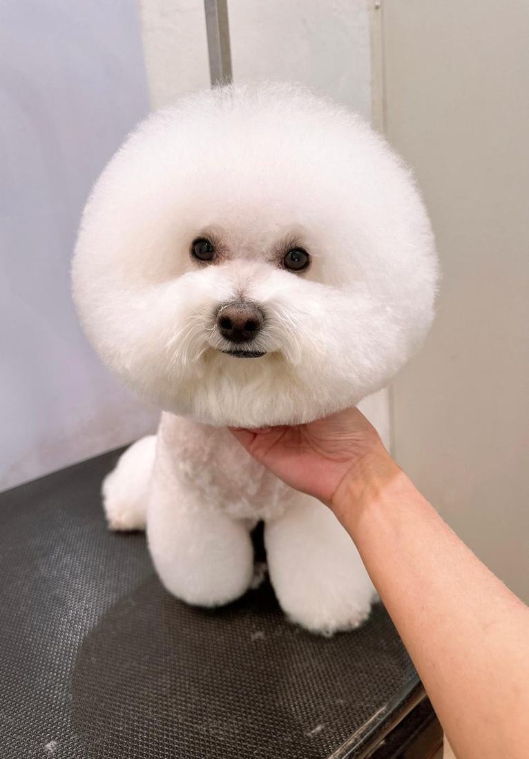 Pawfield 美容作品