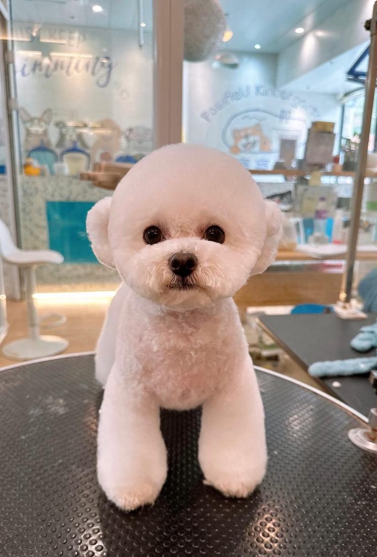 Pawfield 美容後全身整齊的小比熊