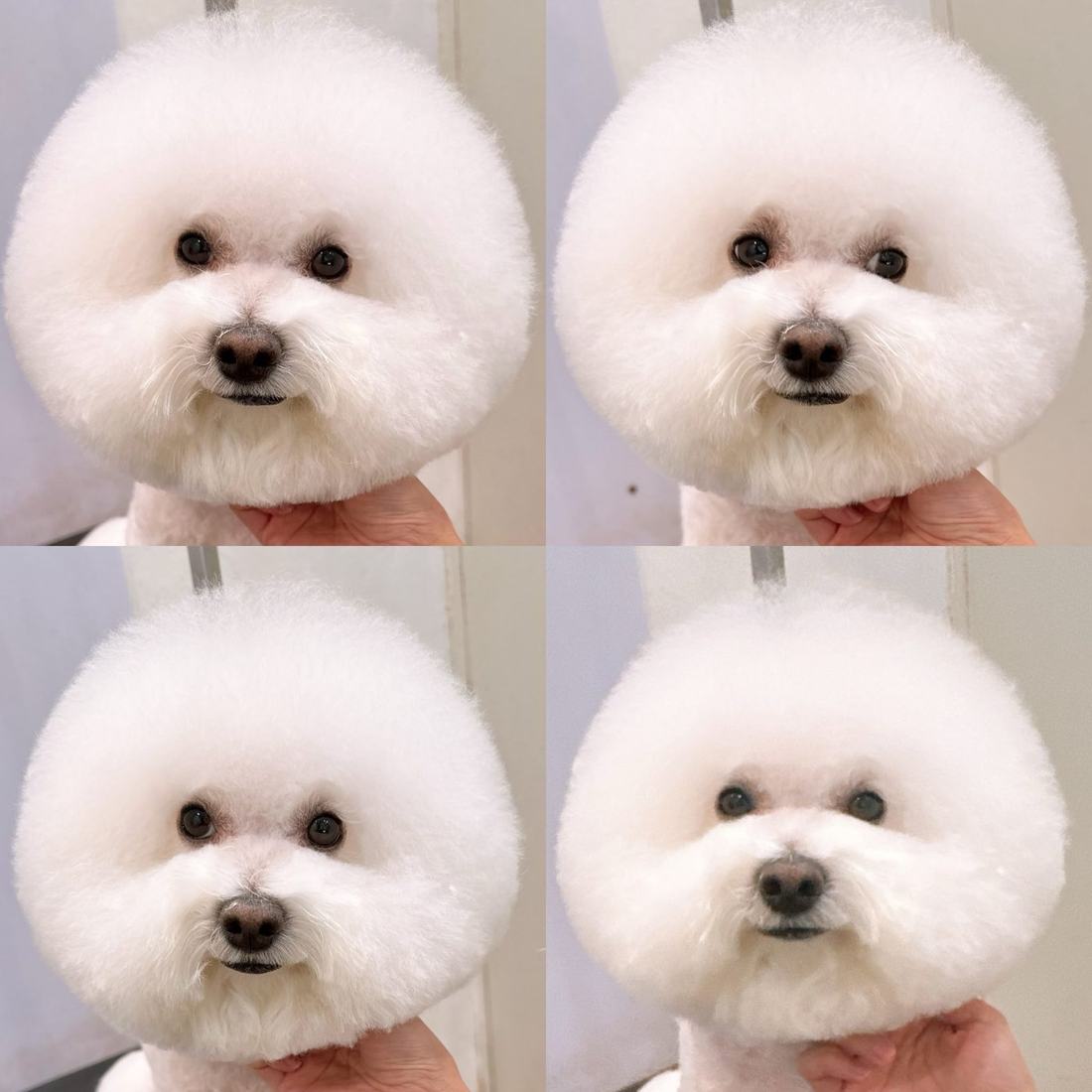 Pawfield 美容作品