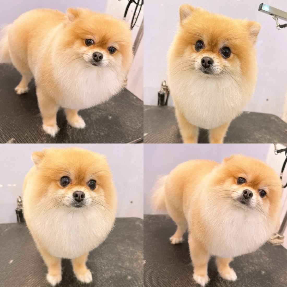 Pawfield 美容作品