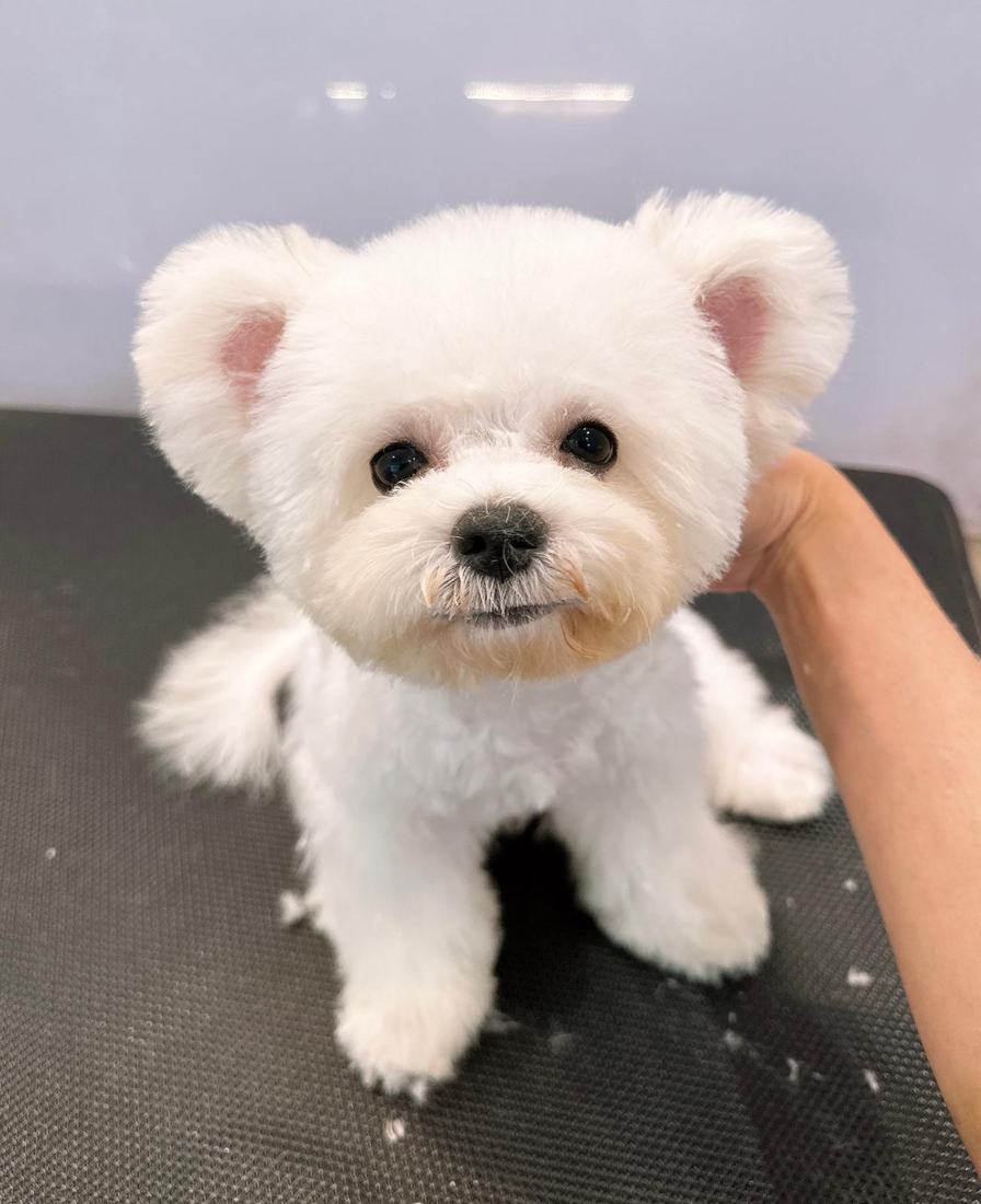 Pawfield 美容作品