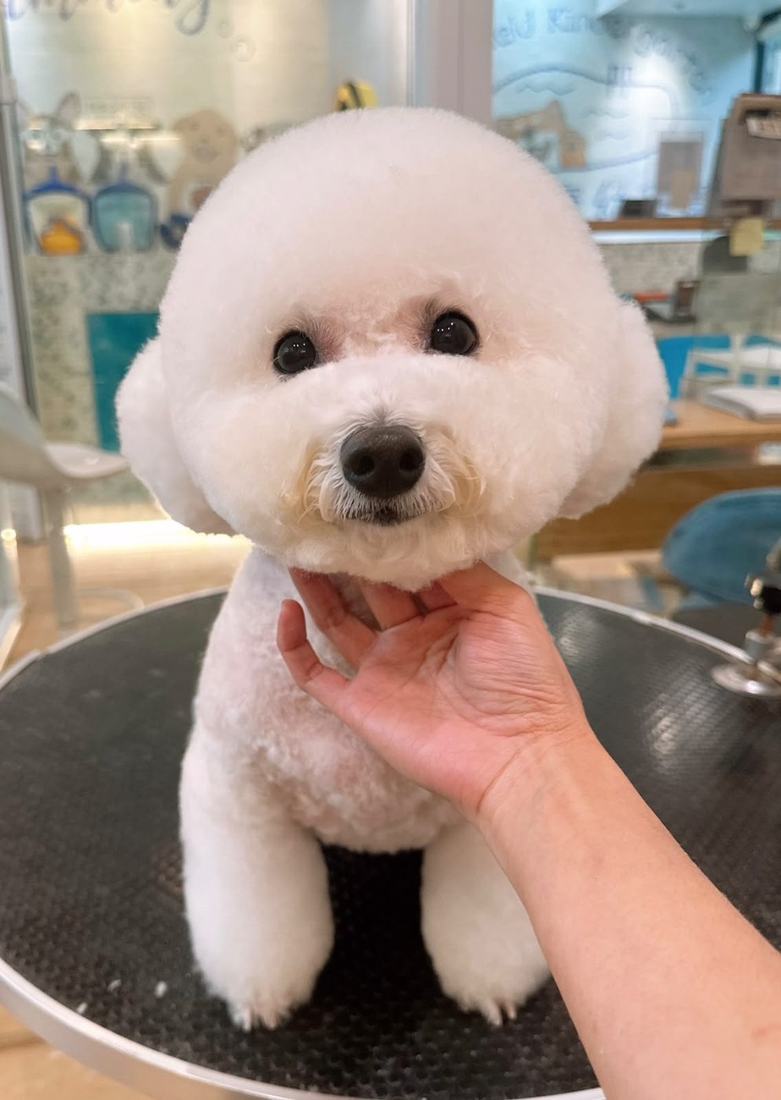 Pawfield 美容作品