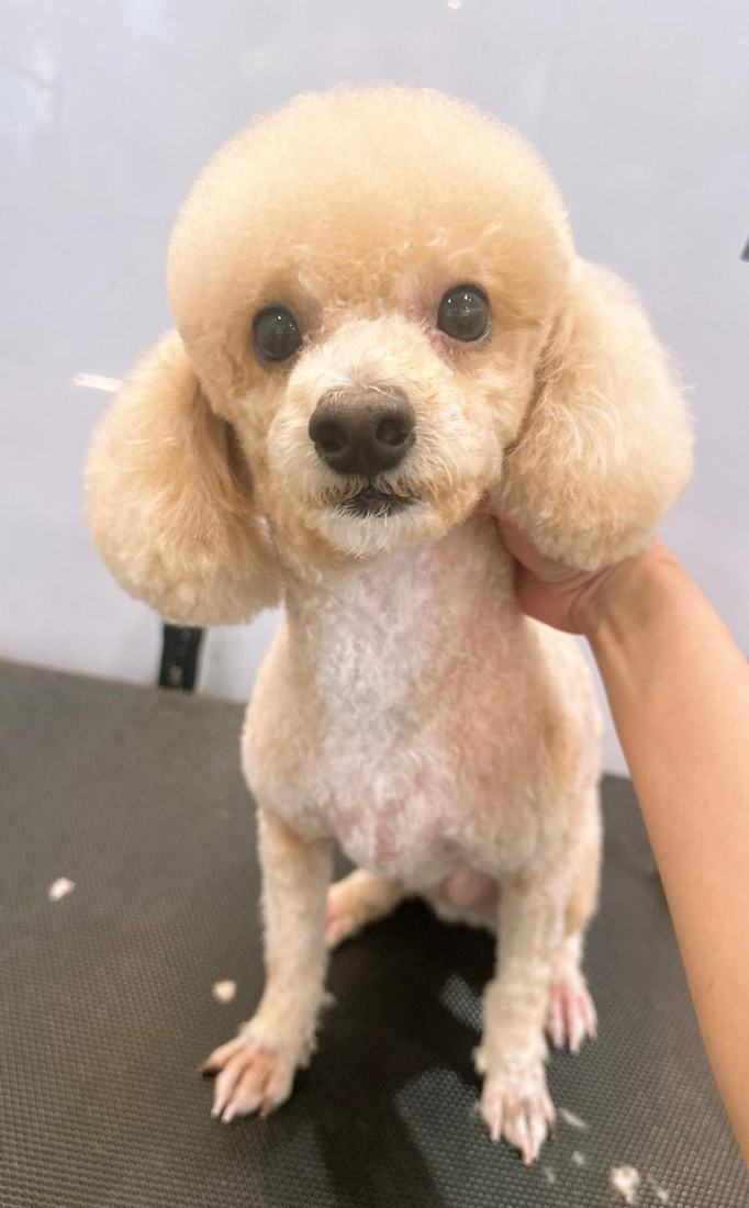 Pawfield 美容作品