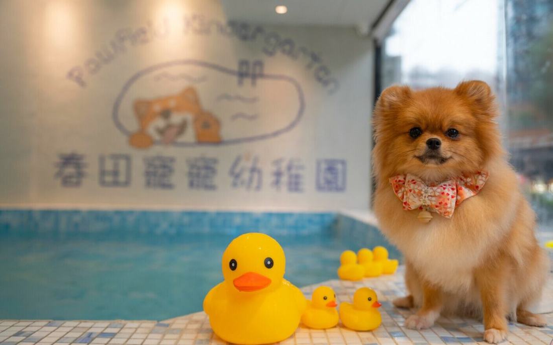 Pawfield 泳池旁的可愛小博美與黃色小鴨