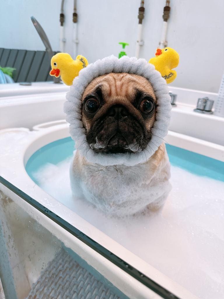 Pawfield Spa 療程相片