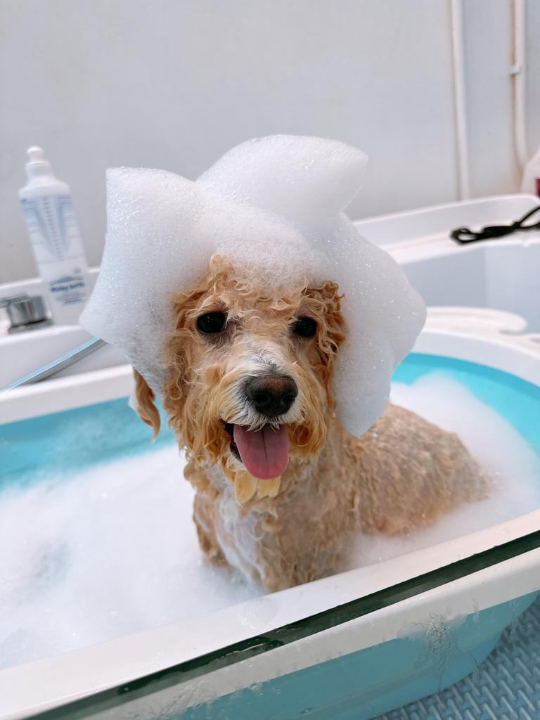 Pawfield Spa 療程相片