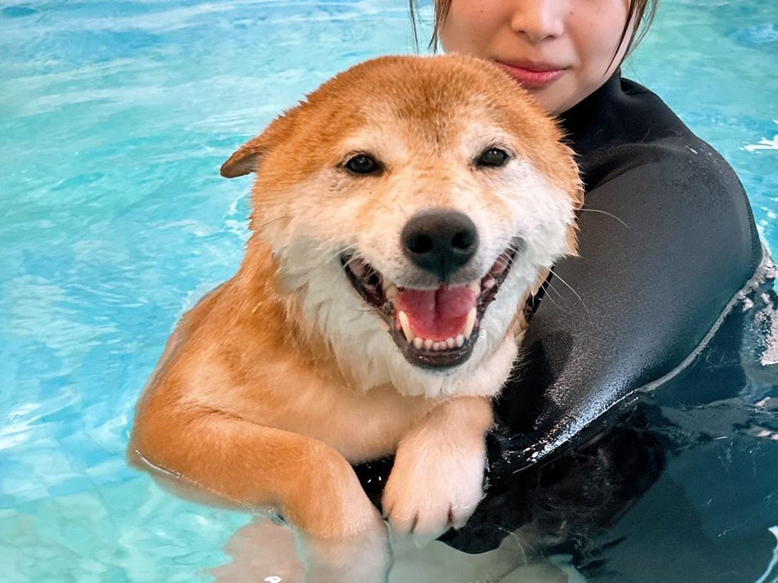 柴犬在 Pawfield 泳池開心游水
