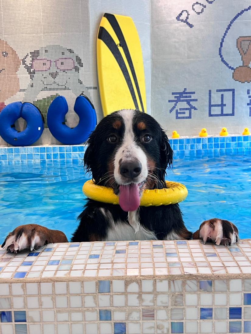 Pawfield 泳池中的狗狗