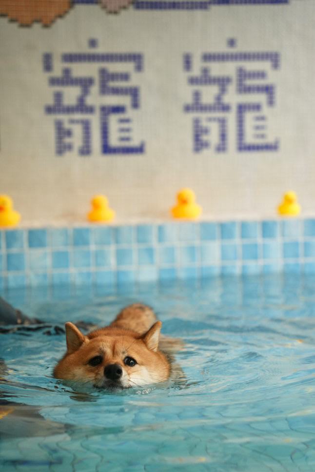 Pawfield 泳池中的狗狗