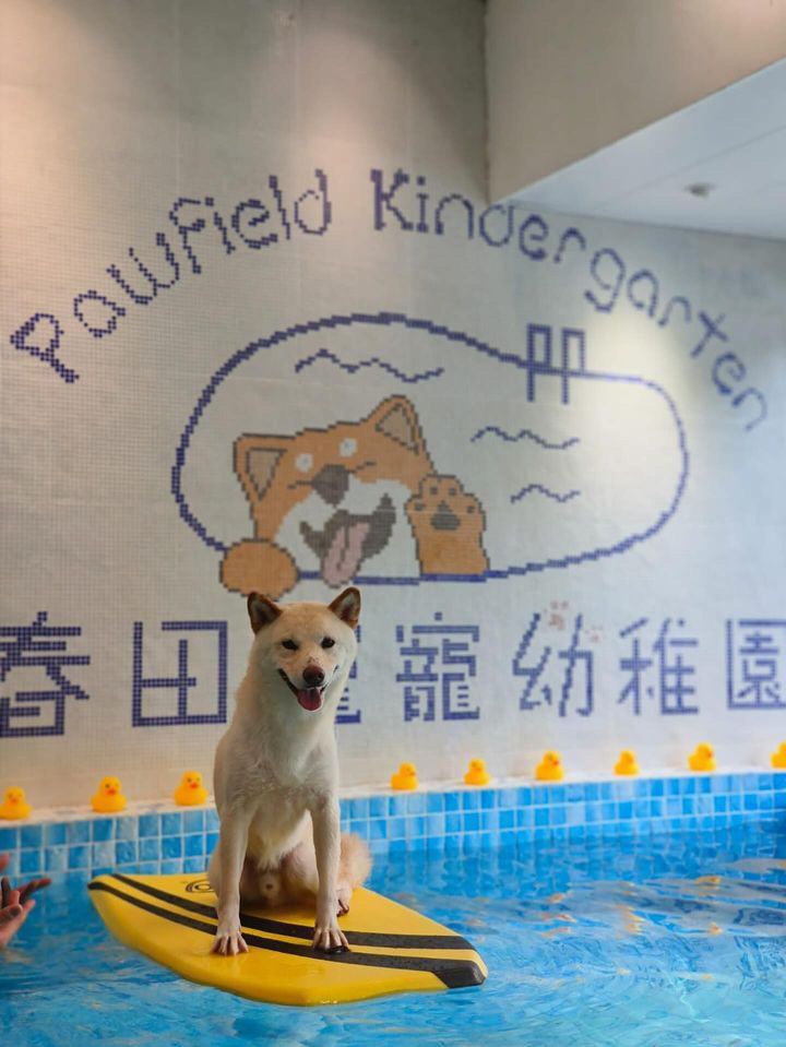 Pawfield 泳池中的狗狗
