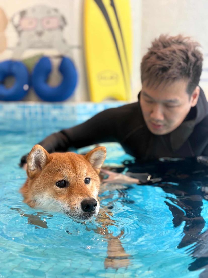 Pawfield 泳池中的狗狗