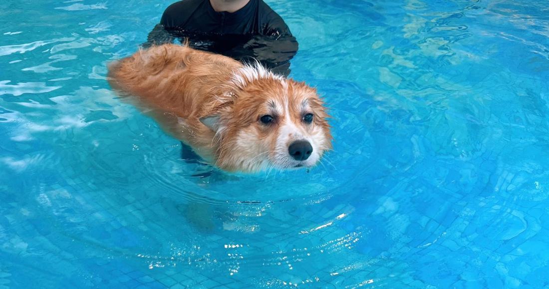 Pawfield 泳池中的狗狗