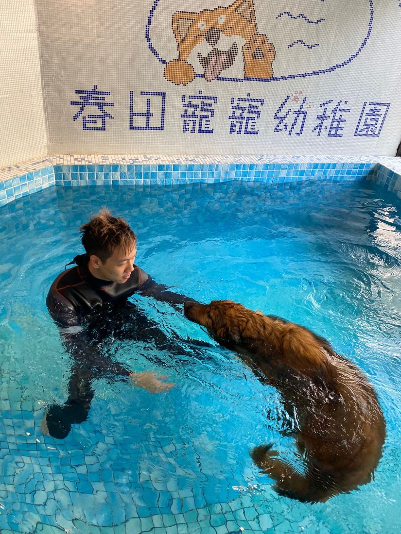 Pawfield 泳池中的狗狗