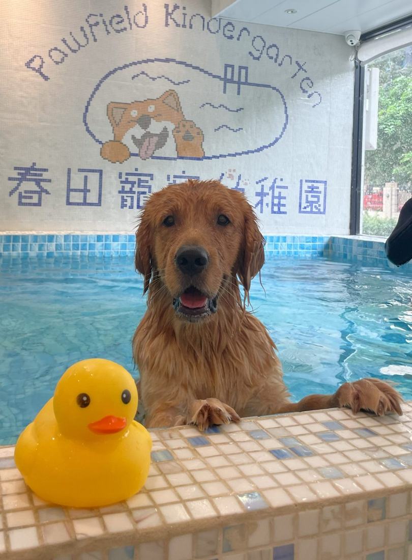 金毛尋回犬在 Pawfield 泳池邊笑著