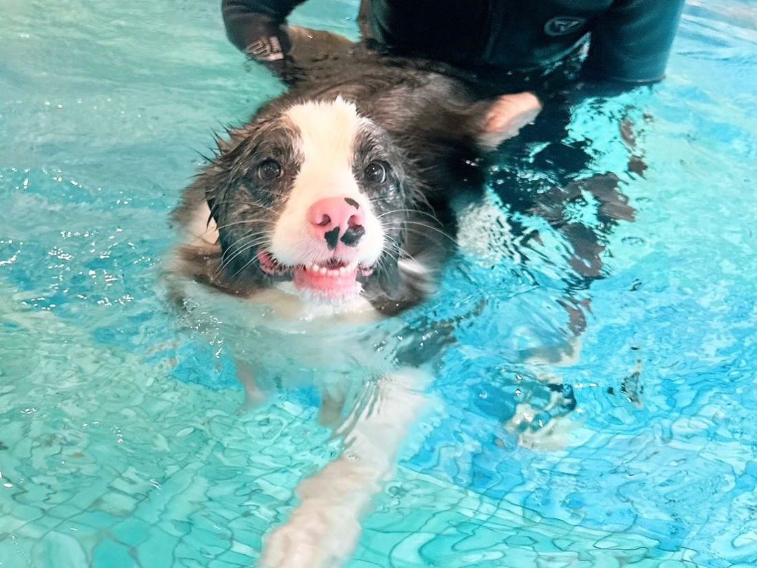 Pawfield 泳池中的狗狗
