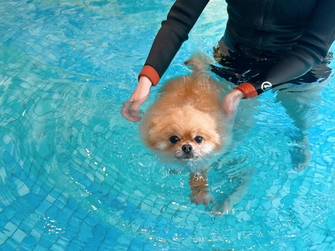 Pawfield 泳池中的狗狗